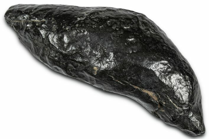 Fossil Sperm Whale (Scaldicetus) Tooth - South Carolina #332047